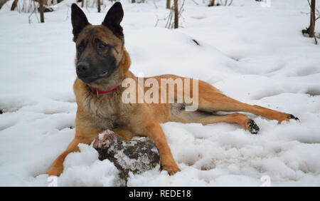 Belgian malinois shepherd dog lying in snow Stock Photo