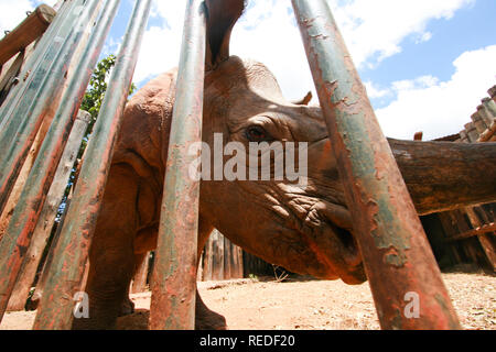 close up of a rhino behind a cage. The photograph was taken at the Nairobi Rincerre Recovery Center Stock Photo
