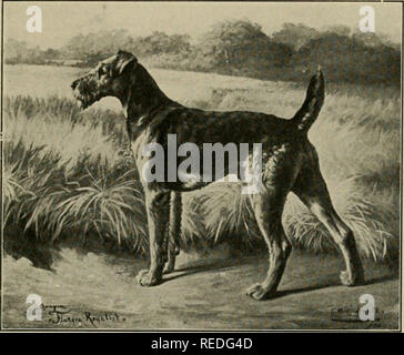 Airedale terrier club cheap