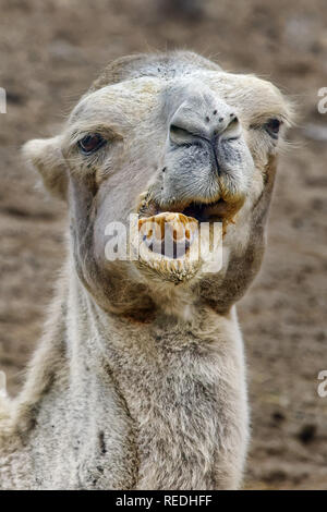 Bactrian camel - Camelus bactrianus Stock Photo