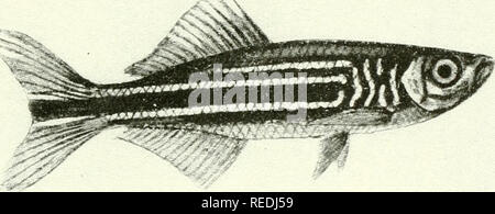 . The complete aquarium book; the care and breeding of goldfish and tropical fishes. Aquariums; Goldfish.  %-J t. « Fig. 274. Rasbora heteromorpha (Slightly enlarged) Of a light reddish color, with a vivid triangle of blue-black on the side, this fish is most striking in appearance, particularly in a small aquarium. It lives for years if kept at a warm temperature, but it is difficult to breed, few in the United States having yet succeeded in propagating them. Here is an opportunity for a clever aquarist to accom- plish something well worth while. See pace 240 (No. 8).. Please note that these Stock Photo