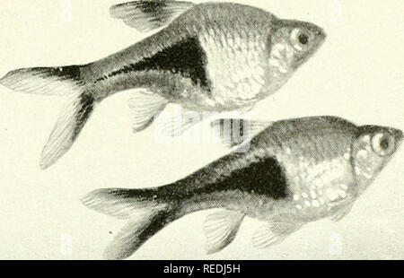 . The complete aquarium book; the care and breeding of goldfish and tropical fishes. Aquariums; Goldfish.  %-J t. « Fig. 274. Rasbora heteromorpha (Slightly enlarged) Of a light reddish color, with a vivid triangle of blue-black on the side, this fish is most striking in appearance, particularly in a small aquarium. It lives for years if kept at a warm temperature, but it is difficult to breed, few in the United States having yet succeeded in propagating them. Here is an opportunity for a clever aquarist to accom- plish something well worth while. See pace 240 (No. 8).. Please note that these Stock Photo