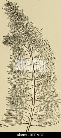 . The complete aquarium book; the care and breeding of goldfish and tropical fishes. Aquariums; Goldfish. 40 AQUATIC PLANTS CERATOPHYLLUM Hornwort, as it is generally known, is mentioned here on account of its resemblance to Myriophyllum, for which it is sometimes gathered. It is an extremely poor aquarium plant, being very brittle and liable to rapid decomposition. Besides its characteristic of being fragile, it may also be recognized by having practically no roots, absorption taking place in the leaves.. Please note that these images are extracted from scanned page images that may have been  Stock Photo