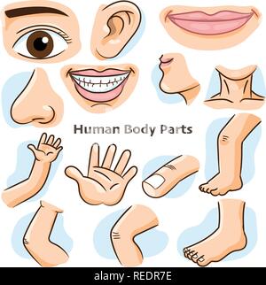 Human body parts, different parts of the body for teaching. Body details, cartoon flat design - Vector Illustration. Stock Vector