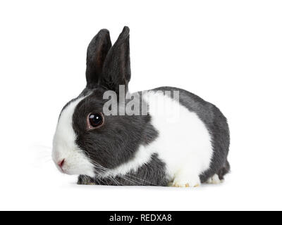 Cute female grey with white European rabbit, laying down and looking beside the camera. Isolated on white background. Stock Photo