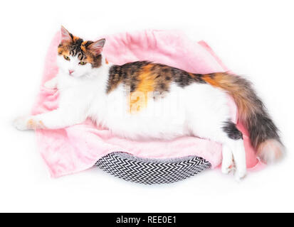 Cat Pregnancy. Pregnant calico cat with big belly laying on the pink fabric looking at camera. Isolated white background Stock Photo