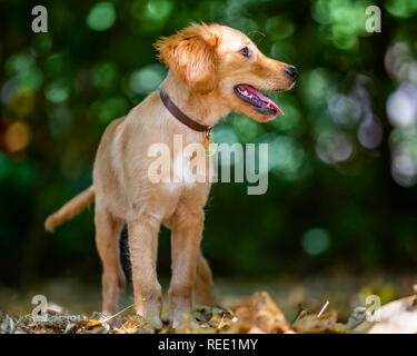 A Golden Retriever puppy standing in the woods looking to the side with its mouth open. standing in dry leaves. Stock Photo