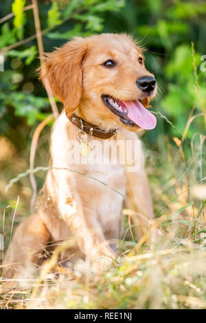 A Golden Retriever puppy sitting in rough grass with its mouth open on a sunny day. Stock Photo