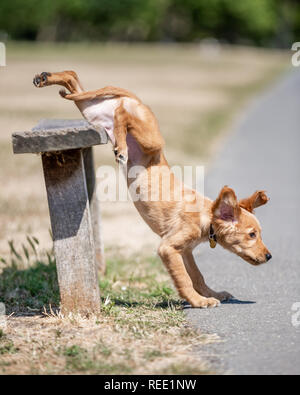 A Golden Retriever puppy clumsily jumping down from a simple bench in the park on a sunny day. Stock Photo