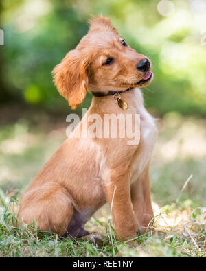 A Golden Retriever puppy sitting in rough grass with its head tilted to the side on a sunny day. Stock Photo