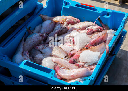 Blue plastic containers with catch of sea fish, ocean delicacies.  Industrial catch of fresh fish. Fish auction for wholesalers and  restaurants. Blanes Stock Photo - Alamy