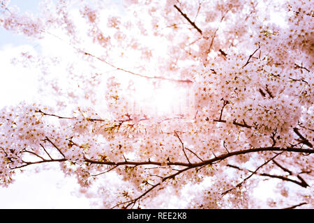 Beautiful pink cherry blossom branches against the sun and the sky in a sunny day Stock Photo