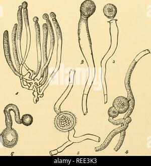 . Comparative Morphology Of Fungi. Fungi. 70 Comparative Morphology Of 