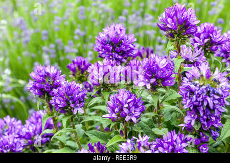 Blue garden border flowers, Clustered Bellflower Campanula glomerata 'Superba' Stock Photo