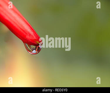 Falling water drop at the tip of a leaf in natural light Stock Photo ...