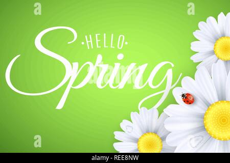 Hello spring greeting card. Ladybug creeps on the flowers. Realistic daisies. Calligraphy and lettering. Seasonal banner for your design. Water drops. Stock Vector
