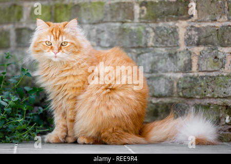 Ginger cat beside a brick wall on a sunny day Stock Photo