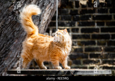 Ginger cat with a bushy tail standing on a table outdoors Stock Photo