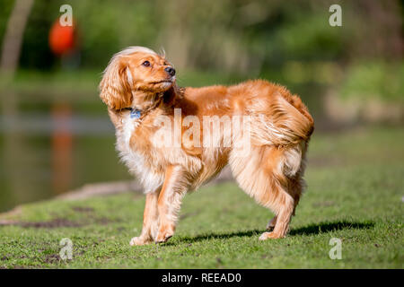 Close up Spaniel puppy chasing a ball playing in the park Stock Photo