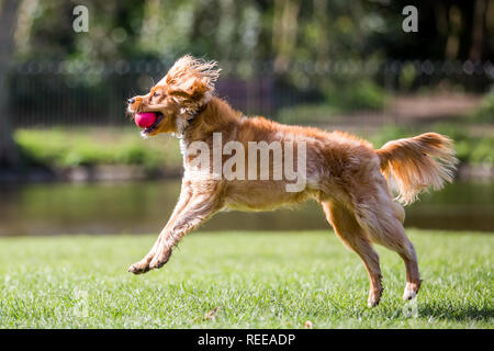 Close up Spaniel puppy chasing a ball playing in the park Stock Photo