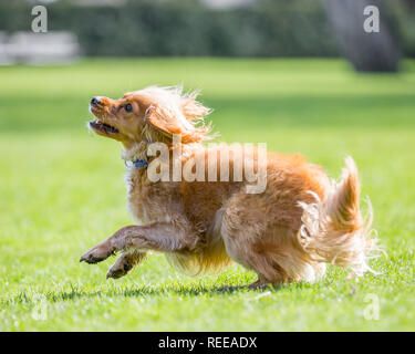 Close up Spaniel puppy chasing a ball playing in the park Stock Photo