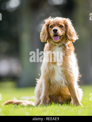 Close up Spaniel puppy playing in the park Stock Photo