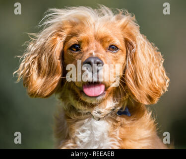 Close up Spaniel puppy playing in the park Stock Photo
