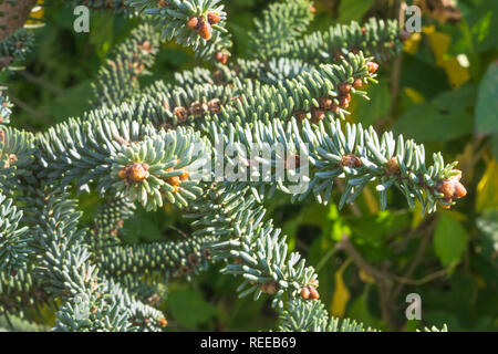 Spanish fir Abies pinsapo needles and branches. Abies pinsapo Spanish fir is a species of fir native to southern Spain and northern Morocco. Stock Photo
