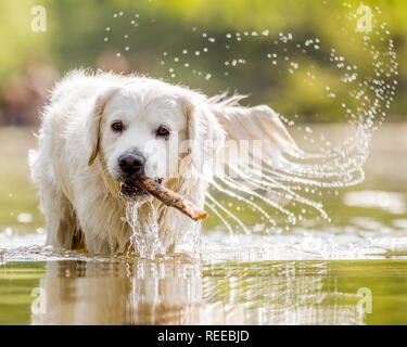 close up Golden Retriever jumping in a stream Stock Photo