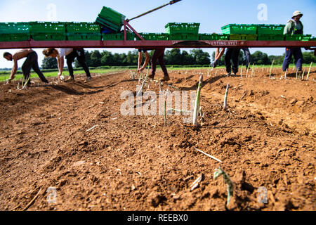 European workers harvesting the Asparagus crop on a farm in the UK Stock Photo