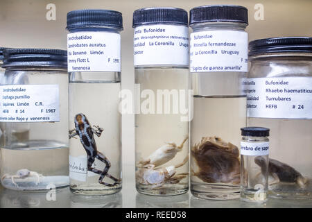 A scientific collection of amphibians preserved in formaldehyde at the La Salle Natural History Museum in San Jose, Costa Rica