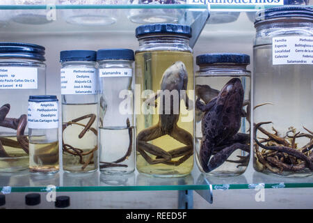 A scientific collection of amphibians preserved in formaldehyde at the La Salle Natural History Museum in San Jose, Costa Rica Stock Photo