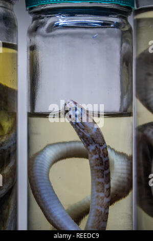 A closeup photo of a snake from the genus mastigodryas preserved in formalin. Stock Photo