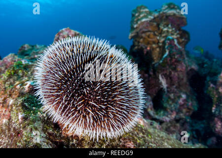 An Eastern Pacific White Sea urchin, Tripneustes depressus, is found feeding on algae at a remote rocky reef in Cocos Island, Costa Rica. Stock Photo
