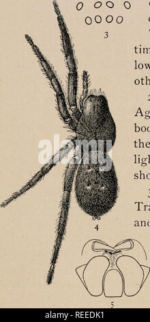 The common spiders of the United States. Spiders. 2l6 THE COMMON