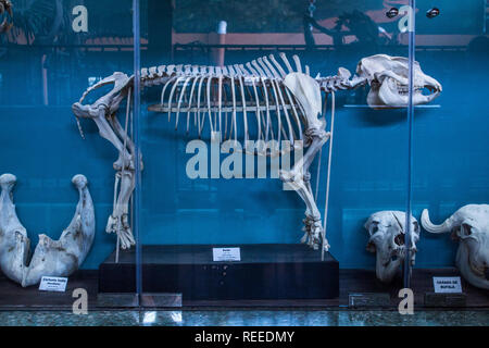A skeleton of a tapir on a blue background. La Salle Natural History Museum in San Jose, Costa Rica Stock Photo