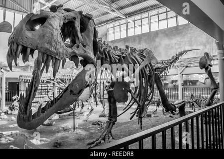 A black and white photo of a skeleton of Tyrannosaurus rex at La Salle Natural History Museum, San Jose, Costa Rica Stock Photo