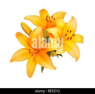 Single cluster of bright orange flowers of an Asiatic lily hybrid isolated against a white background Stock Photo