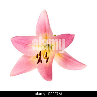 Single bright pink and yellow flower of an Asiatic lily hybrid isolated against a white background Stock Photo