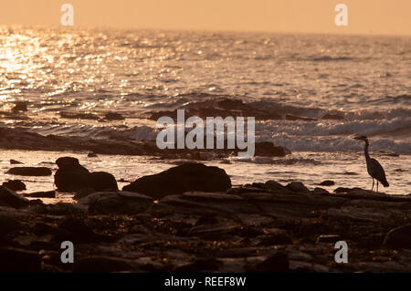 Heron on the shoreline, dawn, St Marys Island, Whitley Bay, UK Stock Photo