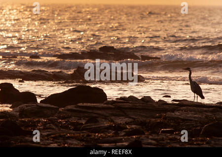 Heron on the shoreline, dawn, St Marys Island, Whitley Bay, UK Stock Photo