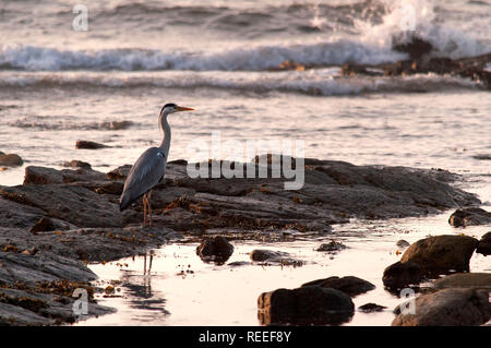 Heron on the shoreline, dawn, St Marys Island, Whitley Bay, UK Stock Photo