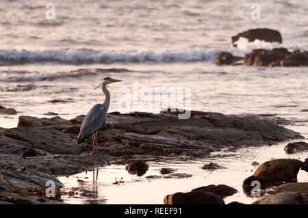 Heron on the shoreline, dawn, St Marys Island, Whitley Bay, UK Stock Photo