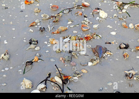 Shells on the beach at low tide including the fighting conch and lightning whelk on Sanibel Island, Florida Stock Photo