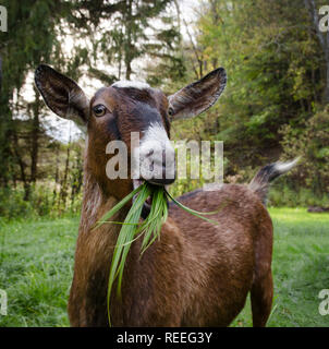 A goat eating grass, looking at the camera Stock Photo