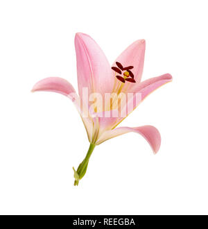 Single bright pink and yellow flower of an Asiatic lily hybrid isolated against a white background Stock Photo