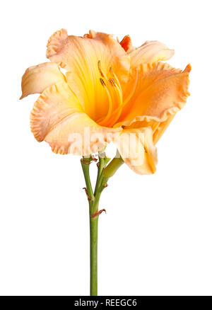 Single stem with an orange and yellow daylily flower pslus unopened buds isolated against a white background Stock Photo