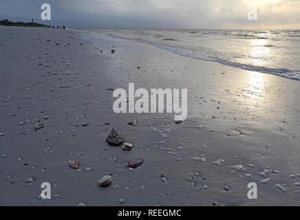 Shells, sand and surf on the beach at sunrise on Sanibel Island, Florida with the lighthouse and unidentifiable shellers in the background Stock Photo