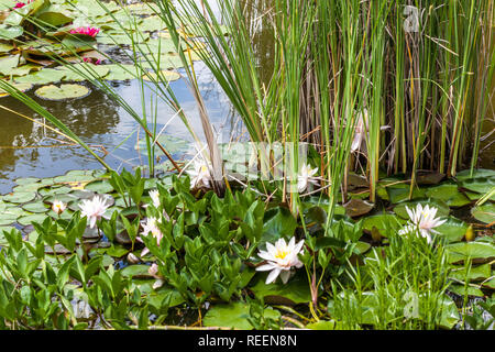 Garden pond plants with water plants Water Lilies Lily Waterlilies Waterlily aquatic plant Stock Photo