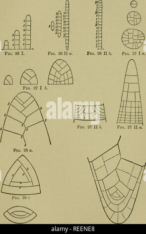 ○ ∘∘∘ ◉ Toxel ◉ ∘∘∘ ○, Wiki